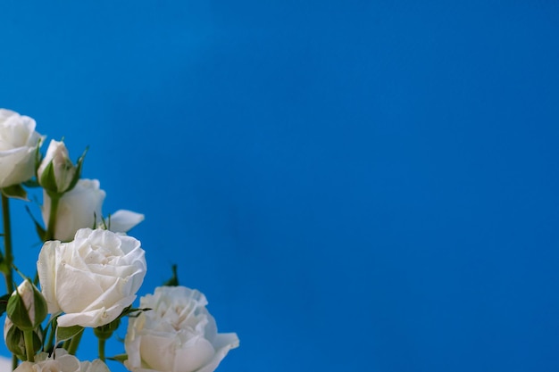 Flores de Eustoma blanco o rosa irlandesa sobre un fondo azul con espacio para texto