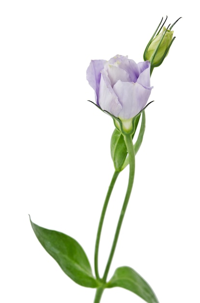 Flores de Eustoma en blanco