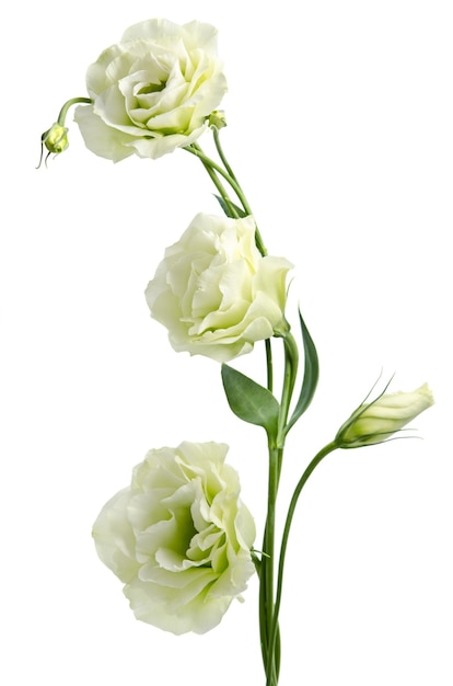 Flores Eustoma brancas em branco