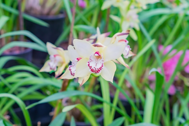 Flores exóticas amarelas da orquídea no jardim botânico