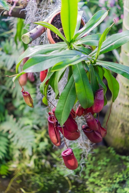 Flores exóticas da orquídea no jardim botânico