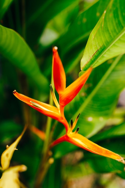 Flores exóticas Strelitzia da Polinésia Francesa