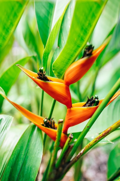 Flores exóticas Strelitzia de la Polinesia Francesa