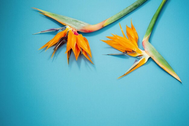 Flores exóticas tropicales y hojas sobre fondo azul.