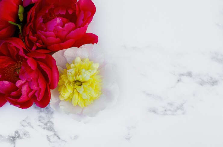 Foto flores exuberantes de peônia amarela e cor de vinho em um fundo branco no topo