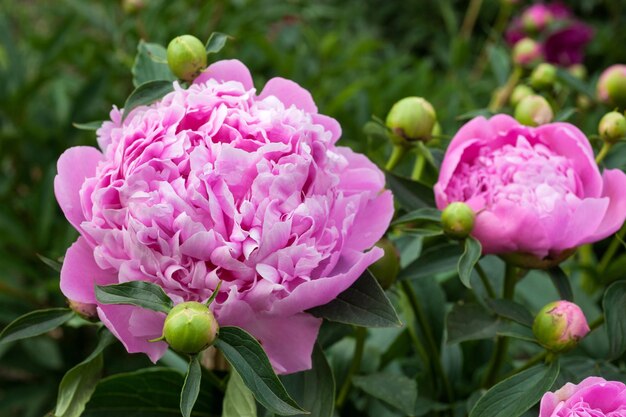 Flores fecham de peônias reais rosa no jardim