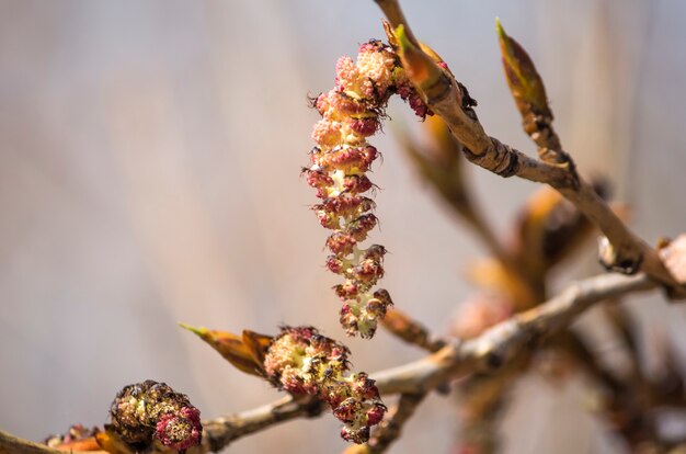 Flores felpudas, semelhantes a lagarta, de álamo tremedor da primavera.