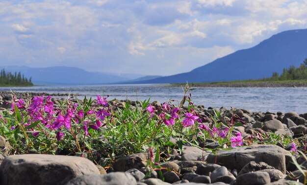 Flores de fireweed en los adoquines junto al río