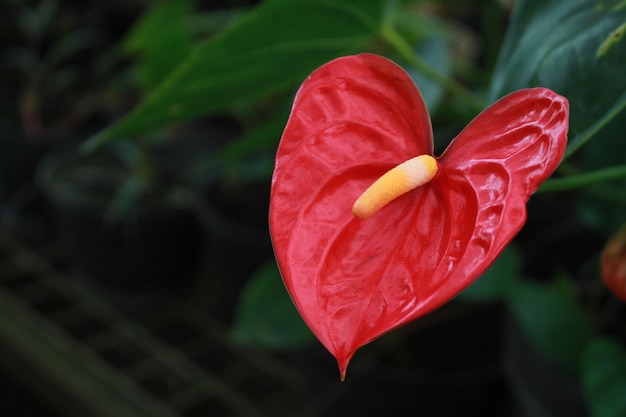 Flores de flamenco rojo, flores de Anthurium