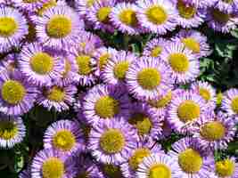 Foto las flores del fleabane olímpico erigeron flettii desde arriba