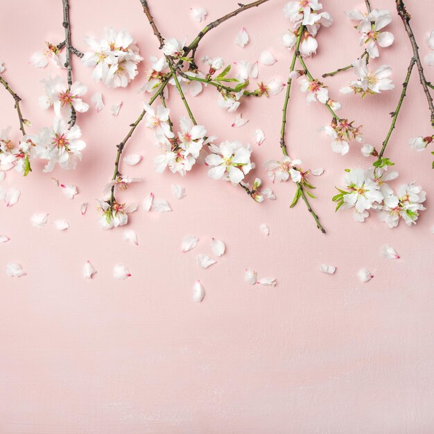 Flores de flor de almendro de primavera sobre cultivo cuadrado de fondo rosa claro