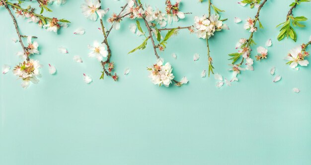 Flores de flor de almendro de primavera sobre fondo azul claro amplia composición