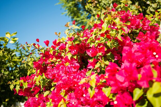 Flores de la flor de California