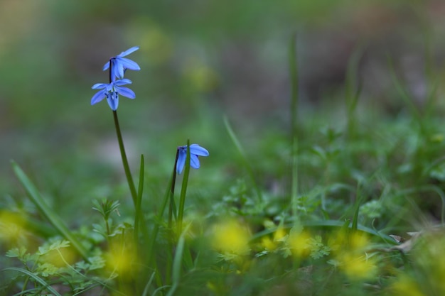 Flores de flor de campanilla azul a principios de la primavera en el bosque. Primeras flores de primavera en el jardín. Scilla siberica