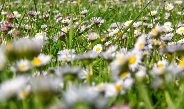 Flores en flor en un campo en los Países Bajos