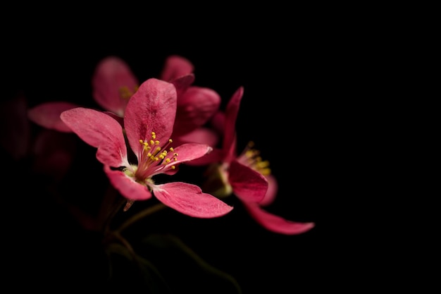 Flores de flor de ciruelo