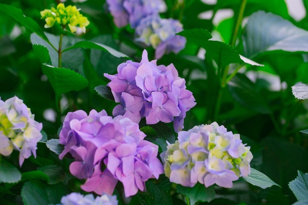 Flores en flor de hortensia violeta claro