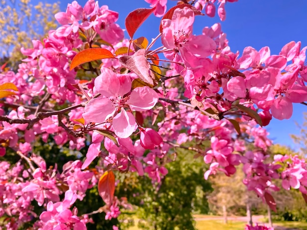 flores de flor de manzana roja rosa en el árbol naturaleza jardinería floral en el fondo de cielo azul frontal