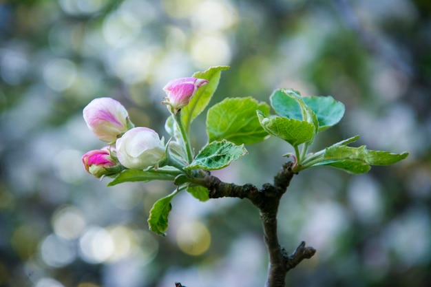 Flores de flor de manzana rosadas y blancas en el árbol en primavera