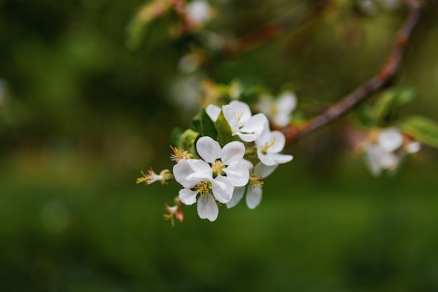 Flores de flor de manzana