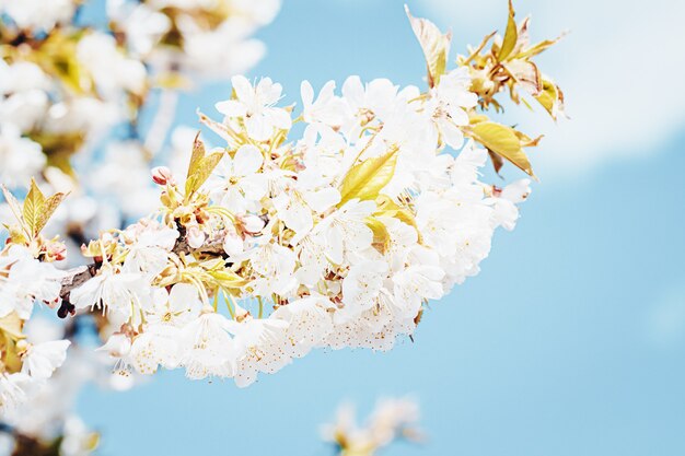 Flores de flor de manzano blanco que florece en primavera, tiempo de pascua contra un cielo azul