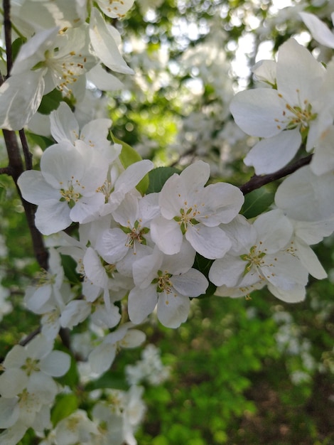 Foto las flores en flor de los manzanos, las flores de primavera, los pétalos blancos.
