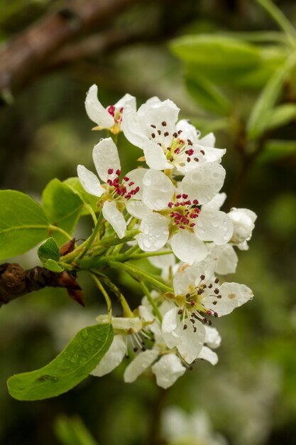 Flores flor pera