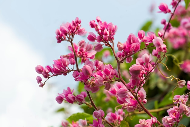 Flores de flor rosa, aisladas sobre fondo borroso