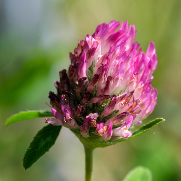 Flores de flor de trébol