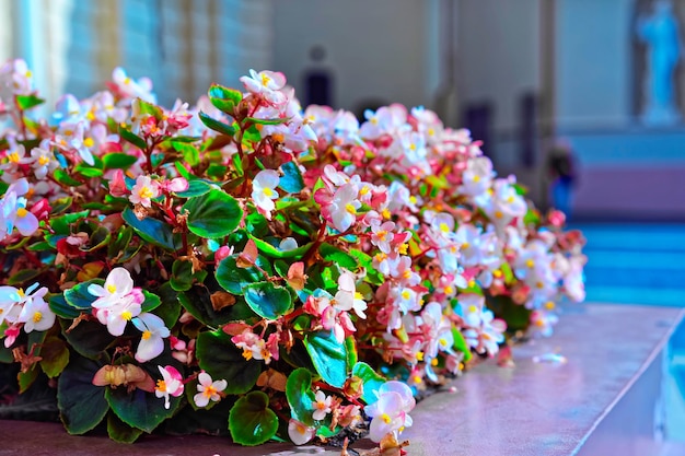 Flores en flor, Vilnius, Lituania