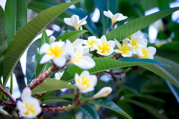 Foto flores de flora tropical