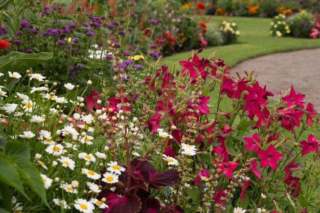 Foto las flores florecen al aire libre