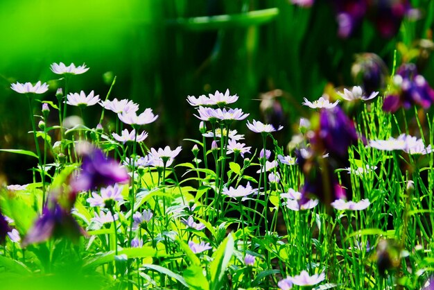 Foto las flores florecen en el campo