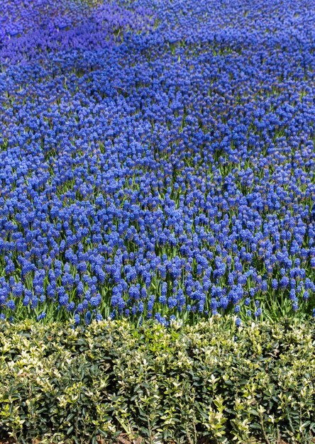 Las flores florecen haciendo un fondo floral.