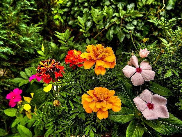 Las flores florecen en el jardín