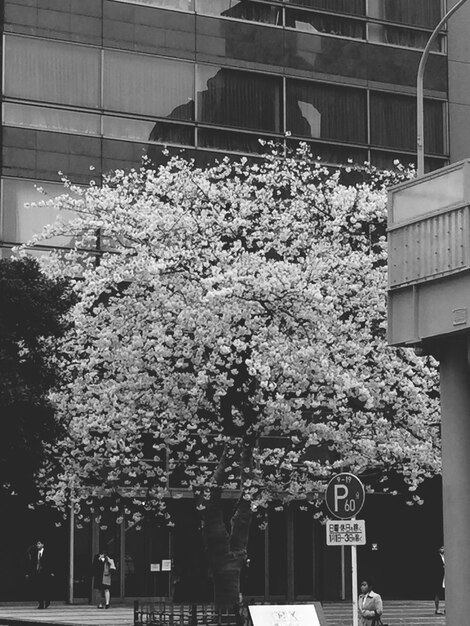 Las flores florecen en el parque