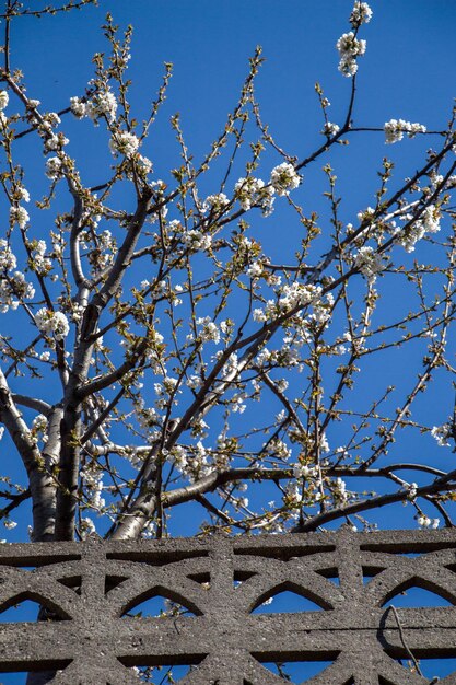 Las flores florecen en la primavera en los árboles.