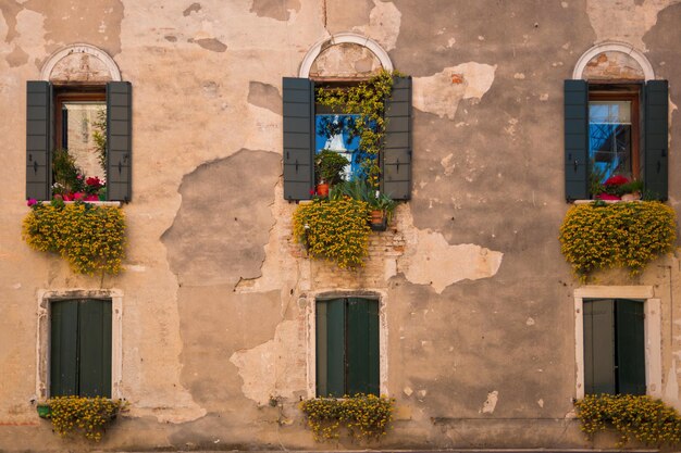 Foto las flores florecen en la ventana