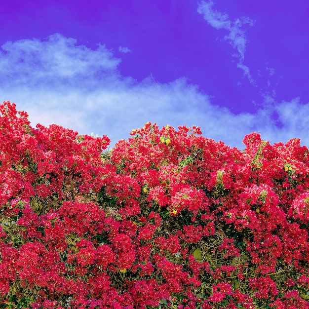 Flores. Florecer. Vibraciones de verano en las Islas Canarias