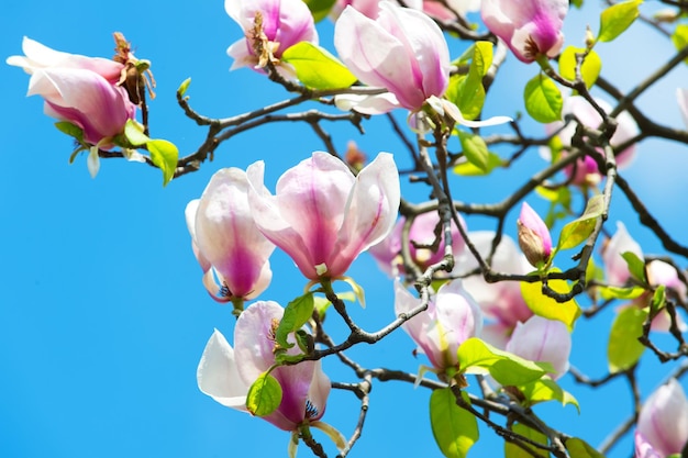 Flores floreciendo con pétalos de violeta en un día soleado. Árbol de magnolia en flor en el cielo azul. Concepto de temporada de primavera. Florecer, florecer, florecer. Naturaleza, belleza, medio ambiente, espacio de copia.