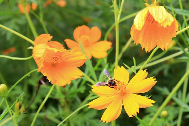 flores florecientes Las abejas se alimentan naturalmente