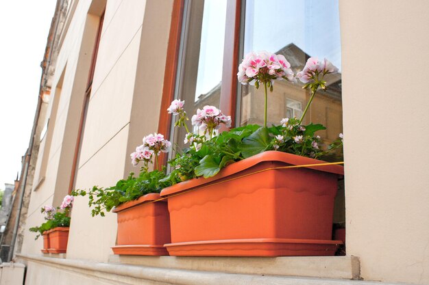 Flores florecientes en el alféizar de la ventana en casa