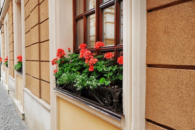 Flores florecientes en el alféizar de la ventana