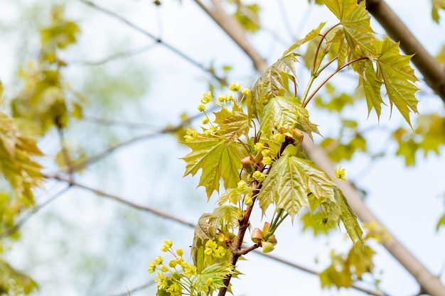 Flores florecientes de árboles de arce en la primaveraPanículas de arce de primavera de inflorescenciasFlores de arce amarillas Fondo de primavera