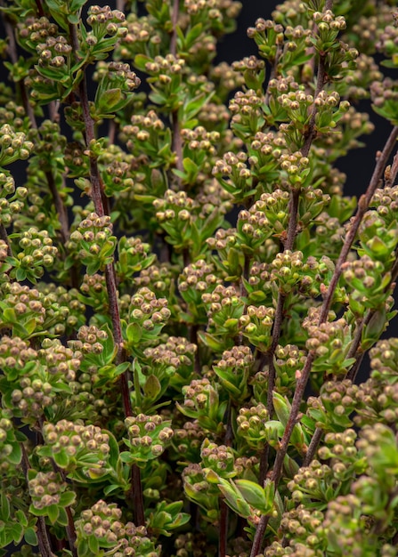 Flores florecientes del arbusto Spirea blanco para el primer plano de fondo