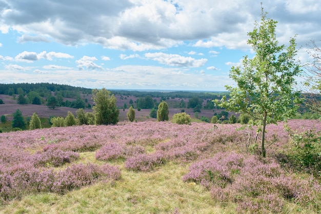 Flores florecientes de los brezales en un día de otoño en el brezal de luneburg