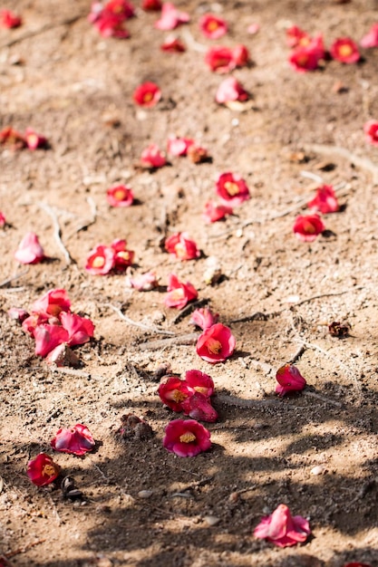 Flores florecientes de camelia en Corea