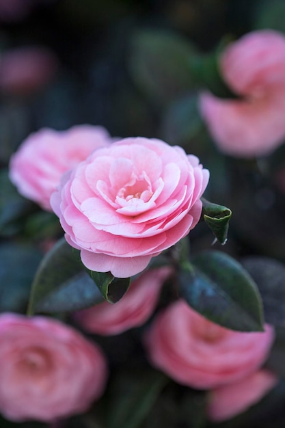 Flores florecientes de camelia en Corea