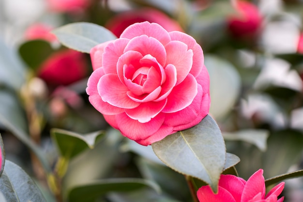 Flores florecientes de camelia en Corea