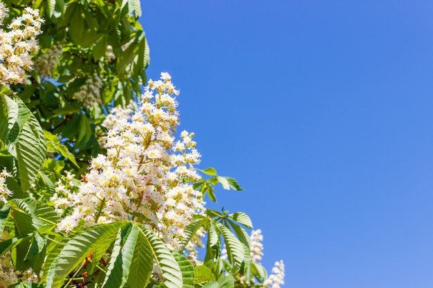 Flores florecientes de castaño con hojas, cielo azul.